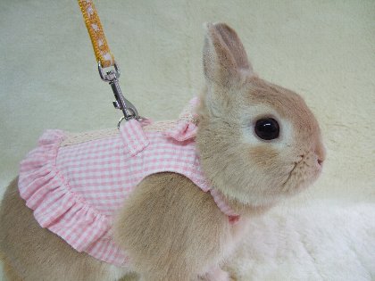 Conejo con vestido