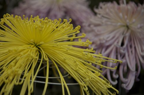 Flor