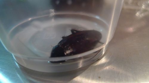 Cucaracha