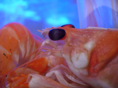 gamba