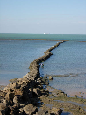 La ballena