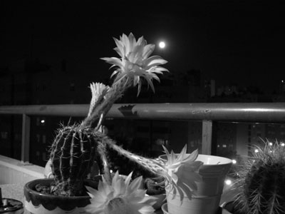 cactus