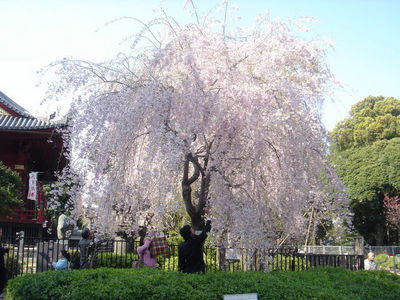 sakura