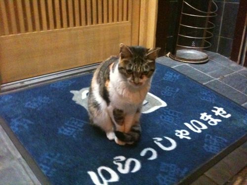 Gato