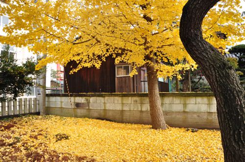 niigata05.jpg