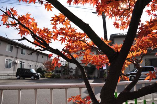 niigata12.jpg