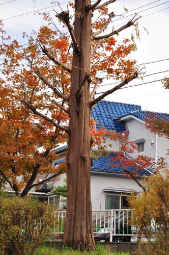 niigata14.jpg