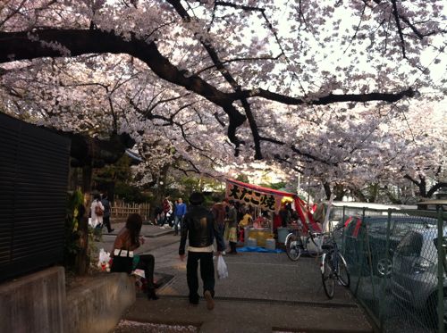 sakura